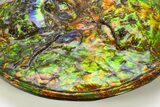 Ammonite Fossil with Mosasaur Bite Marks - Precious Ammolite! #334655-8